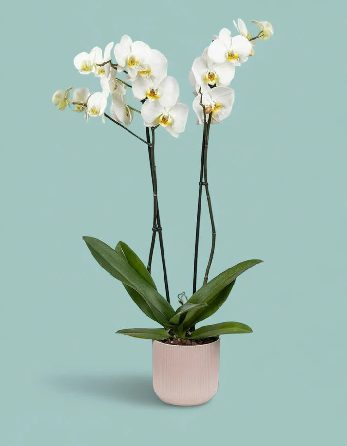 Orchid Plant