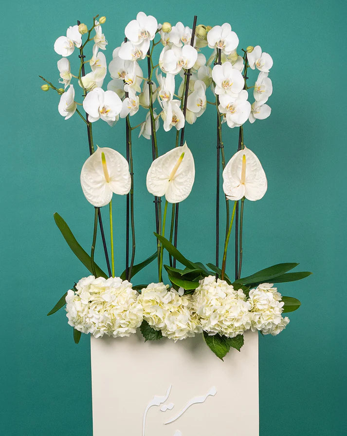 Orchid Luxe Edition