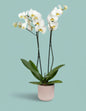 Orchid Plant