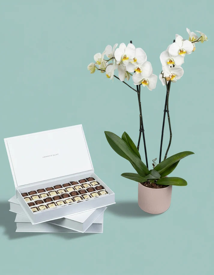 Orchid Choco Bliss