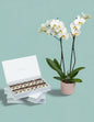 Orchid Choco Bliss