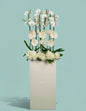 Orchid Luxe Edition