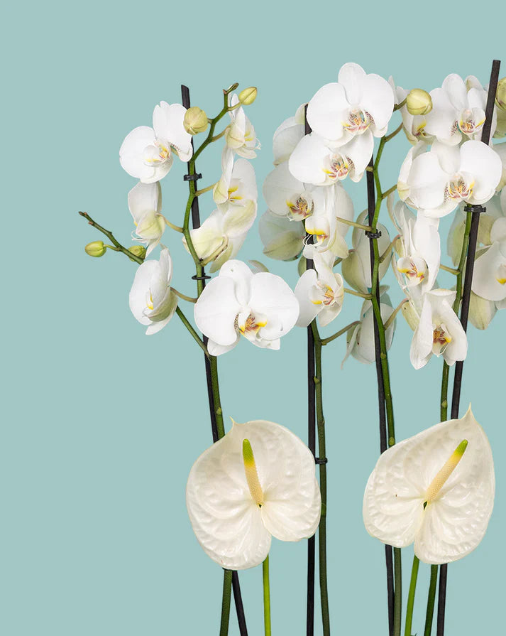 Orchid Luxe Edition